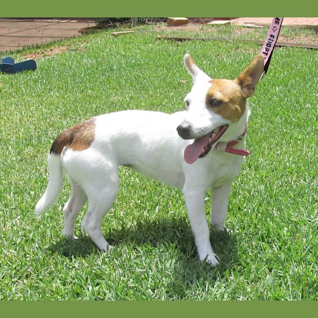 Photo of Roxy *On Trial In Her New Home*