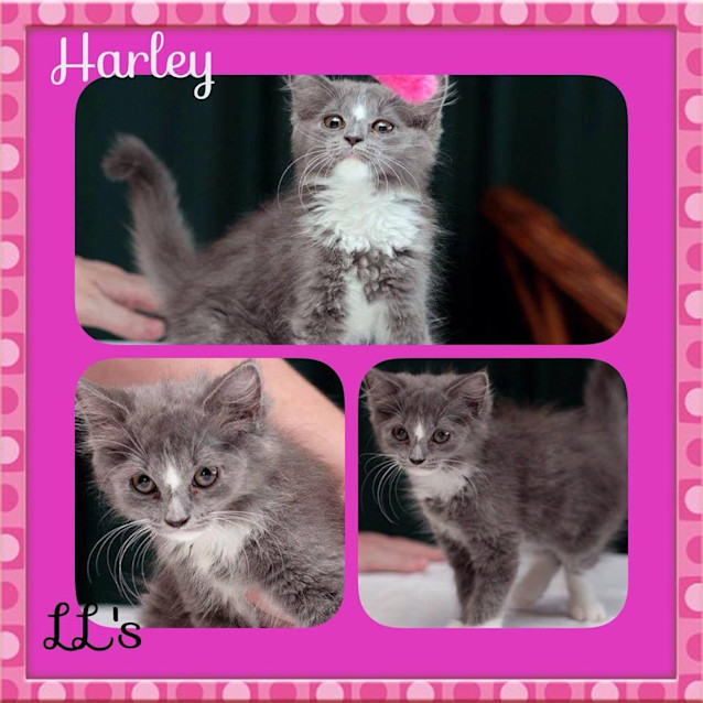 Photo of Harley 