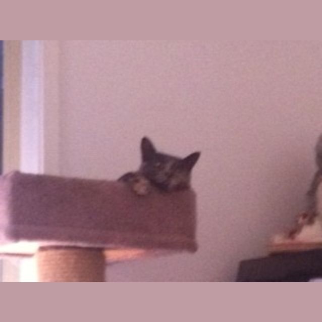 Photo of Miss Felicity