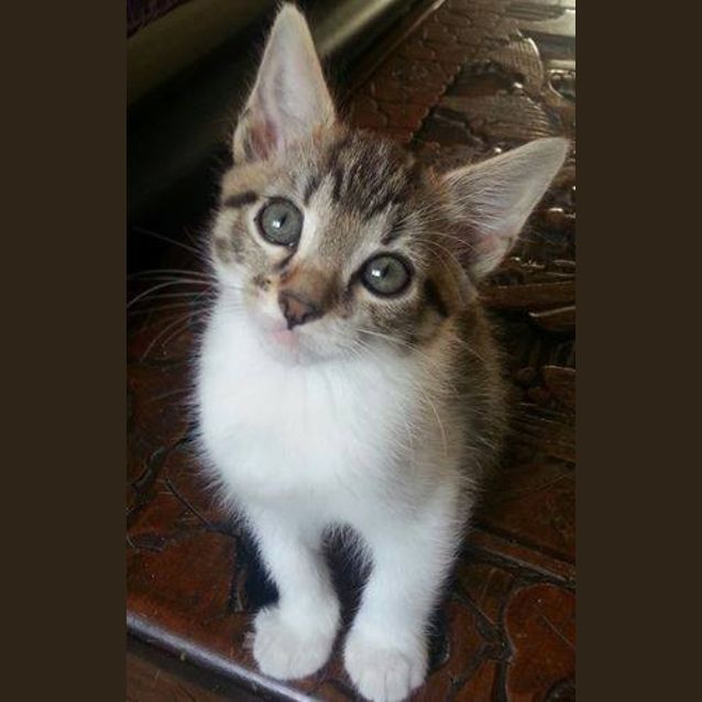 Photo of Dodge