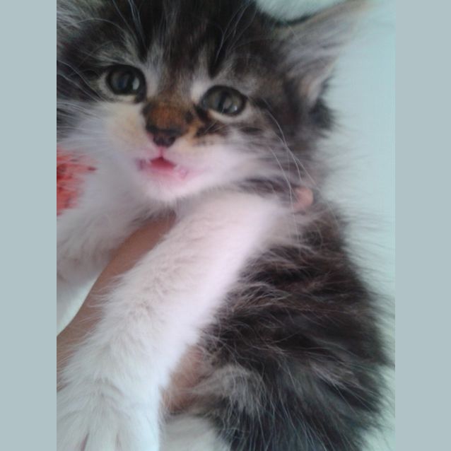 Photo of Victoria (Available End Of December)