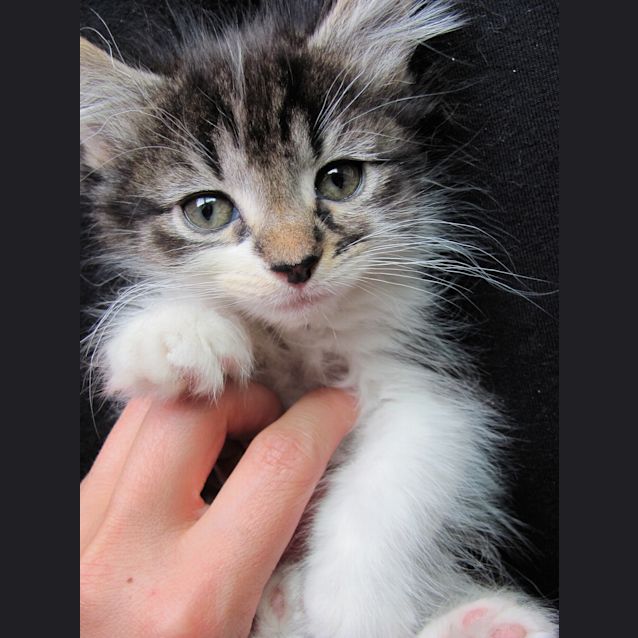 Photo of Victoria (Available End Of December)