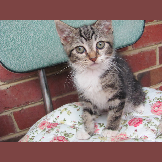 Photo of Lola (Available End Of December)