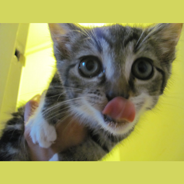 Photo of Lola (Available End Of December)