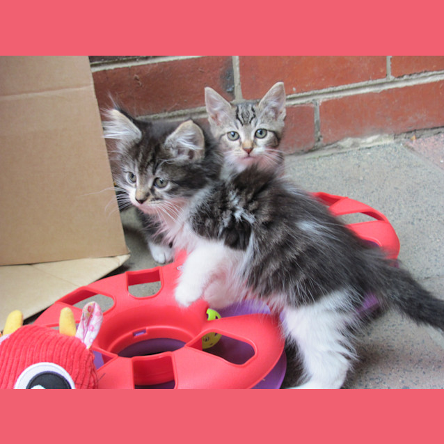 Photo of Lola (Available End Of December)