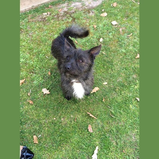 Photo of Scruffy