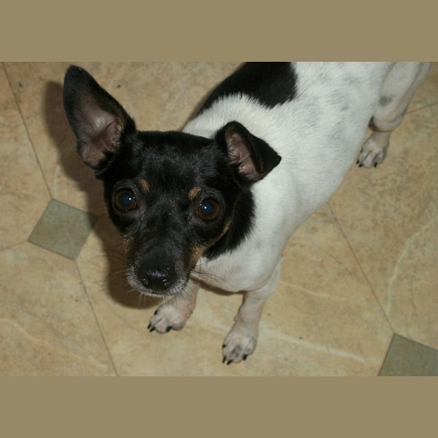 Photo of Rocco ~ Mini Foxy (On Trial 17/12/14)