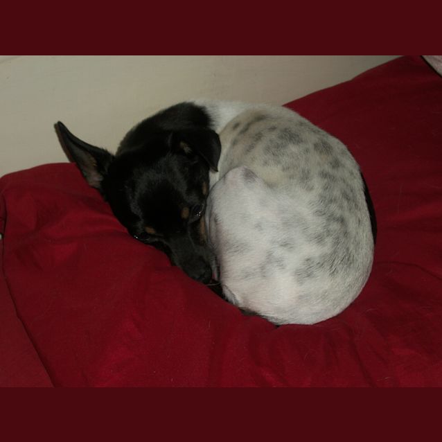 Photo of Rocco ~ Mini Foxy (On Trial 17/12/14)