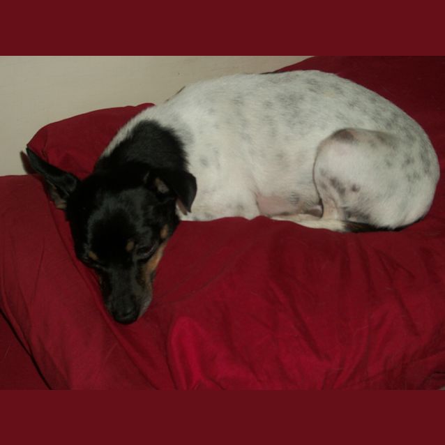 Photo of Rocco ~ Mini Foxy (On Trial 17/12/14)