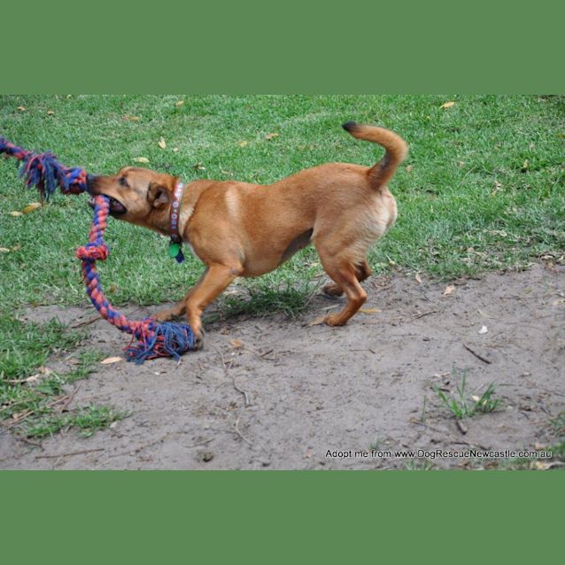 Photo of Chloe (On Trial 20/12/14) ~ Staffy X Corgi