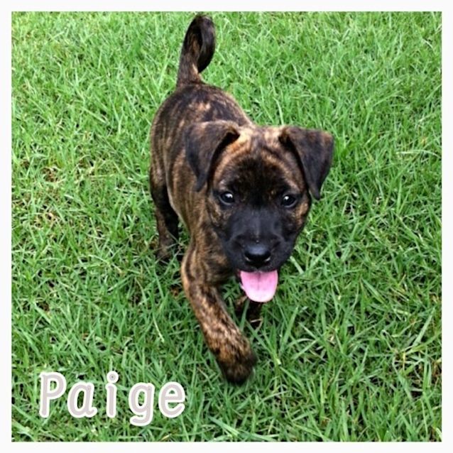 Photo of Puppy Paige (On Trial 17/12/14)