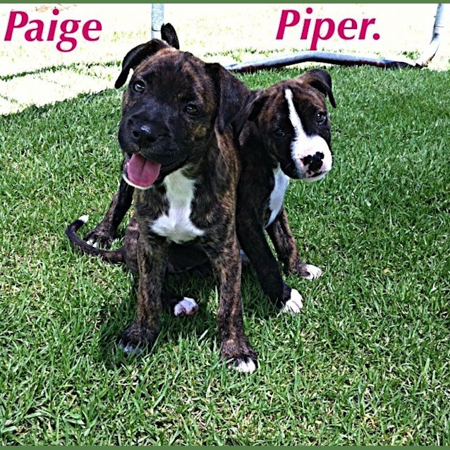 Photo of Puppy Paige (On Trial 17/12/14)