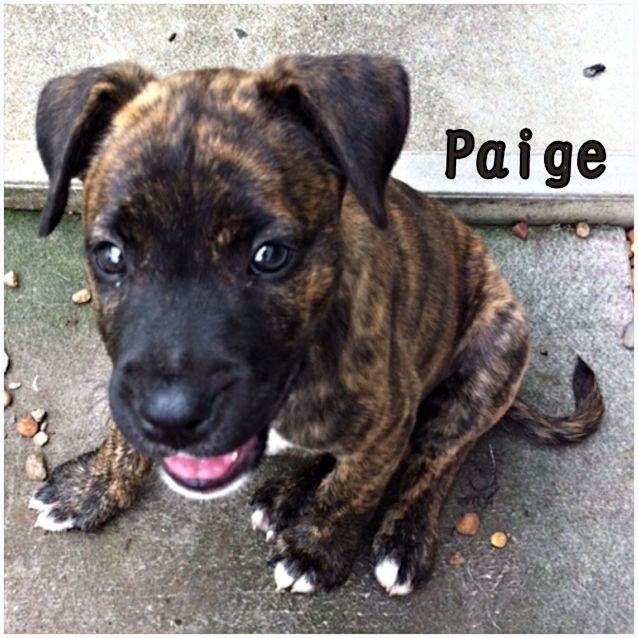 Photo of Puppy Paige (On Trial 17/12/14)