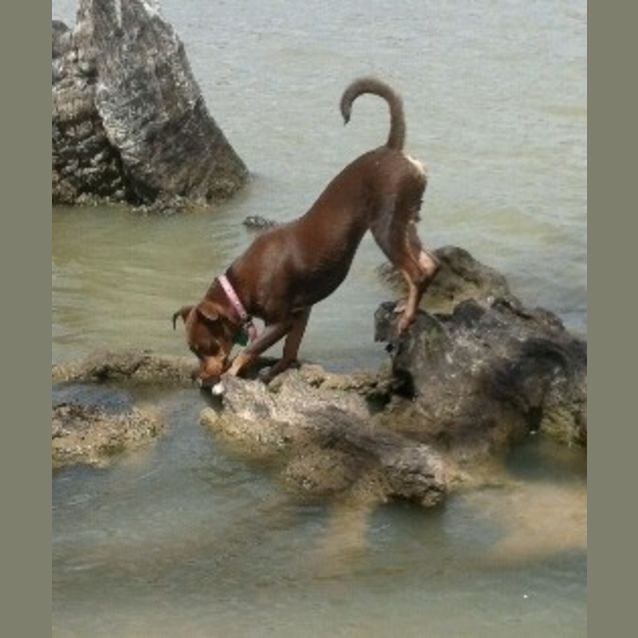 Photo of Bambi *On Trial In Her New Home*