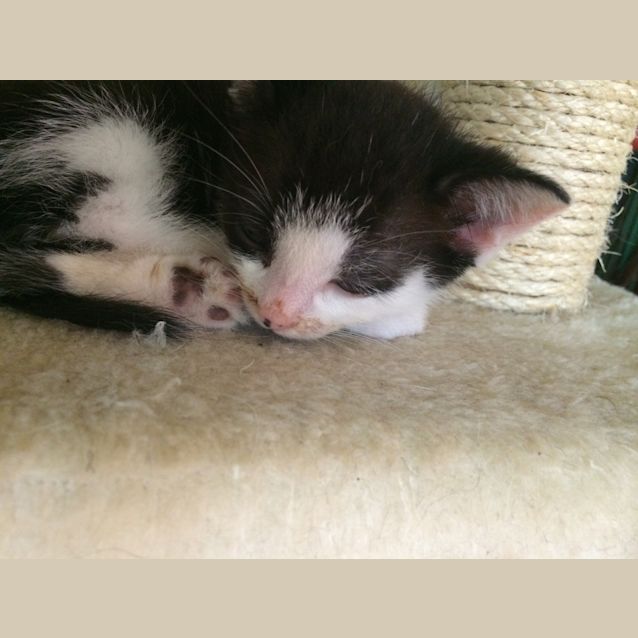 Photo of Chesney