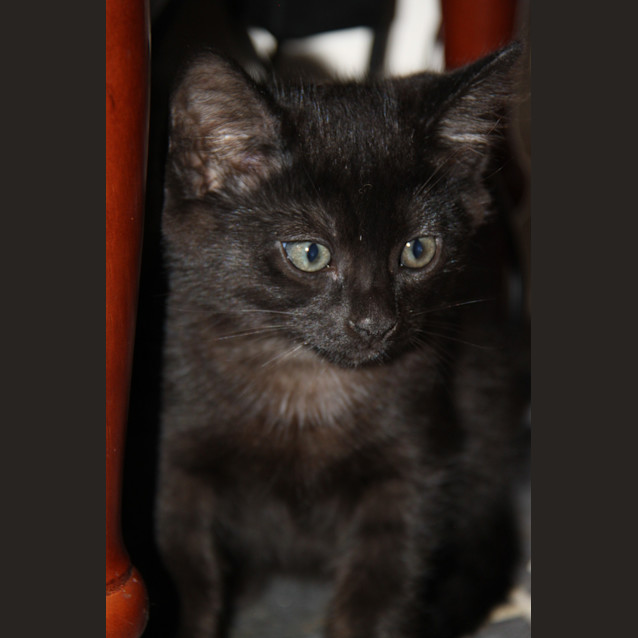 Photo of Emery (The Pet House, Tuggerah)