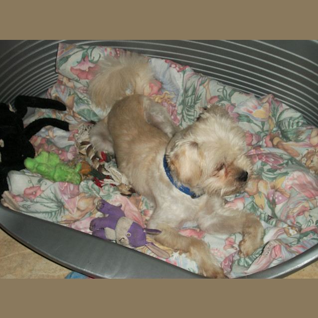 Photo of Benson (On Trial 7/1/15)