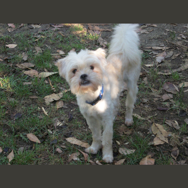 Photo of Benson (On Trial 7/1/15)