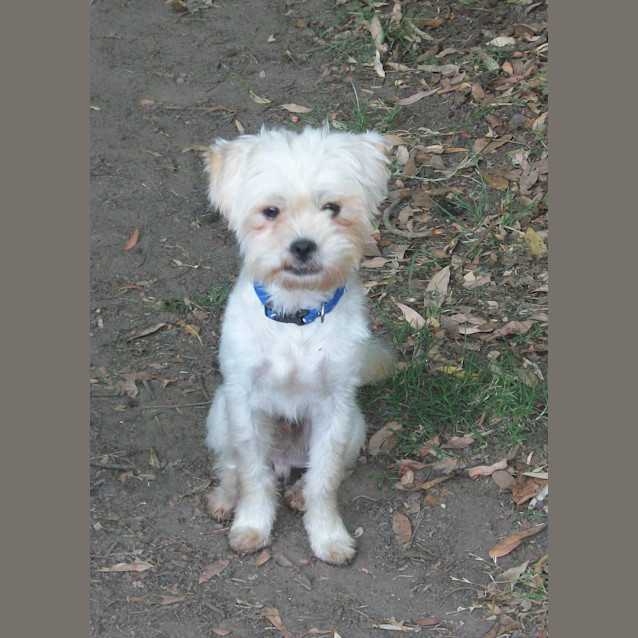 Photo of Benson (On Trial 7/1/15)