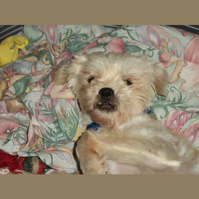 Photo of Benson (On Trial 7/1/15)