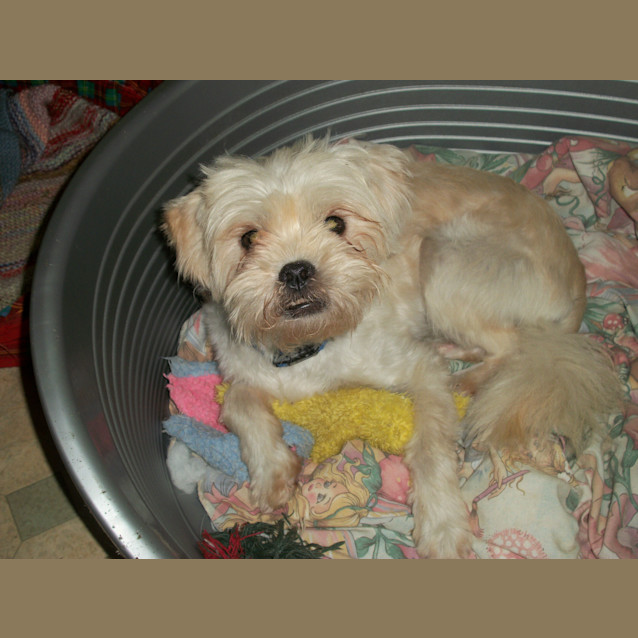 Photo of Benson (On Trial 7/1/15)