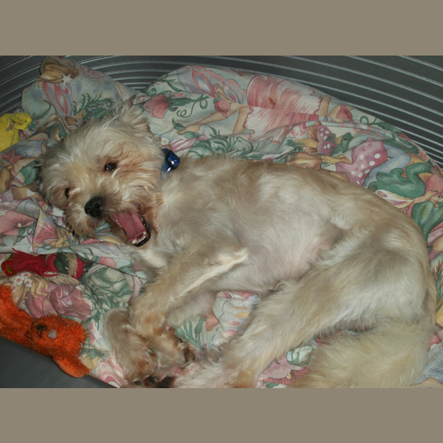 Photo of Benson (On Trial 7/1/15)