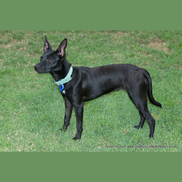 Photo of Roxy (On Trial 28/12/14)~ Small Kelpie X