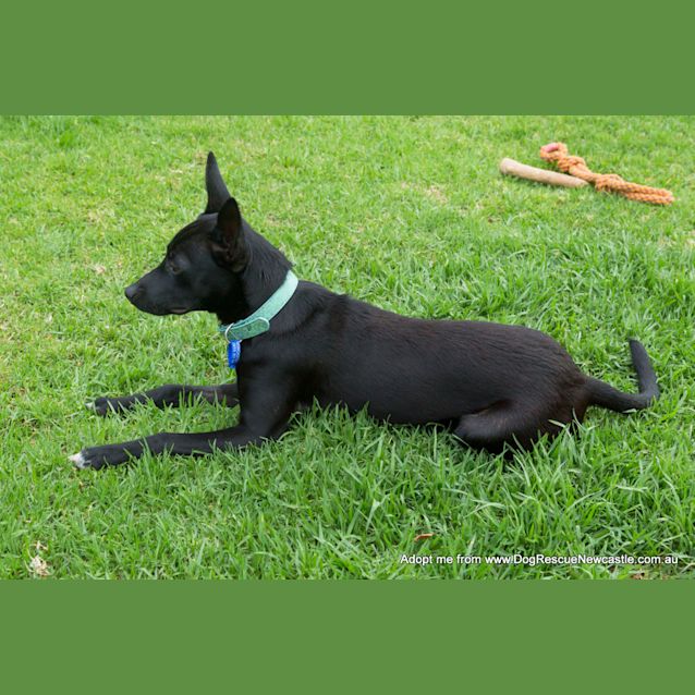 Photo of Roxy (On Trial 28/12/14)~ Small Kelpie X