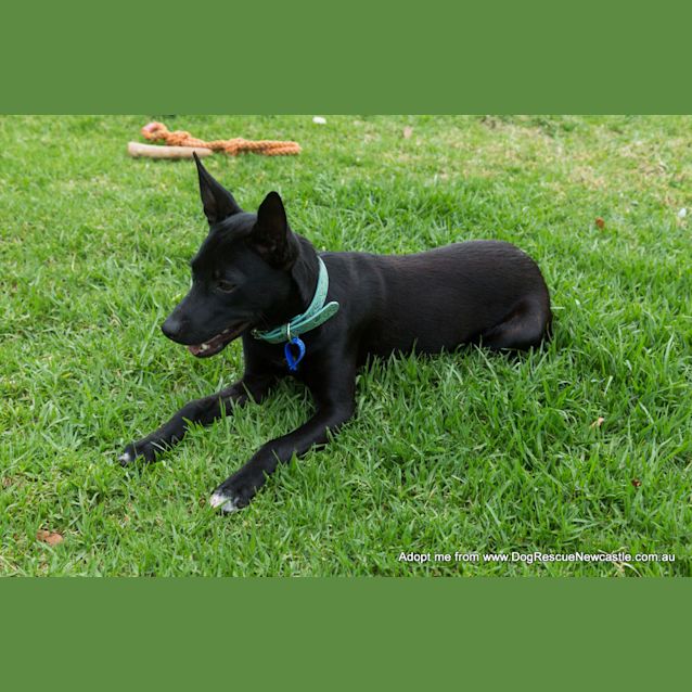 Photo of Roxy (On Trial 28/12/14)~ Small Kelpie X