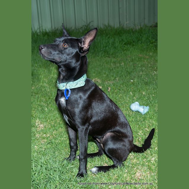 Photo of Roxy (On Trial 28/12/14)~ Small Kelpie X