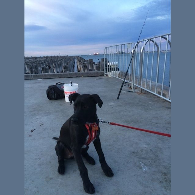 Photo of Odie