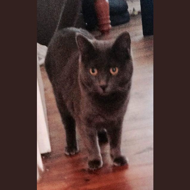 Photo of Luna