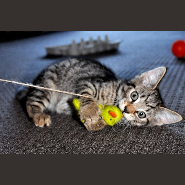 Photo of Tiger
