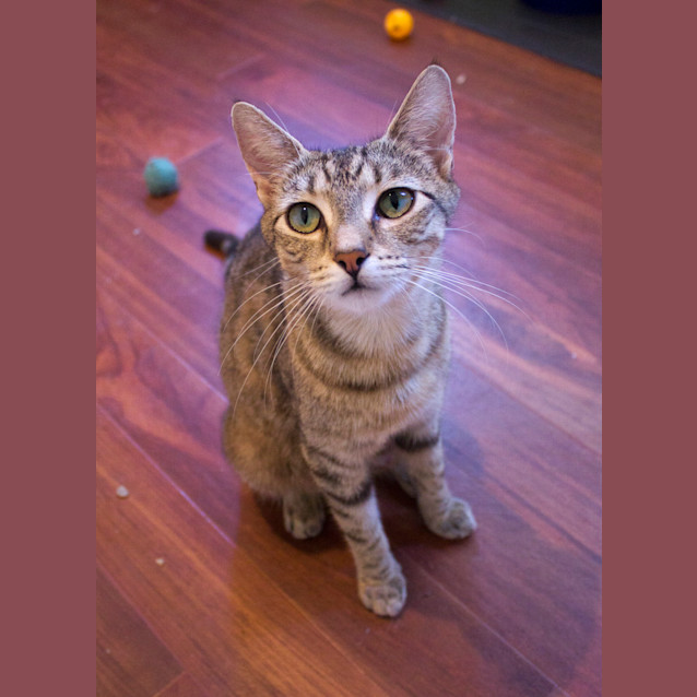 Photo of Connie $80 To Adopt!