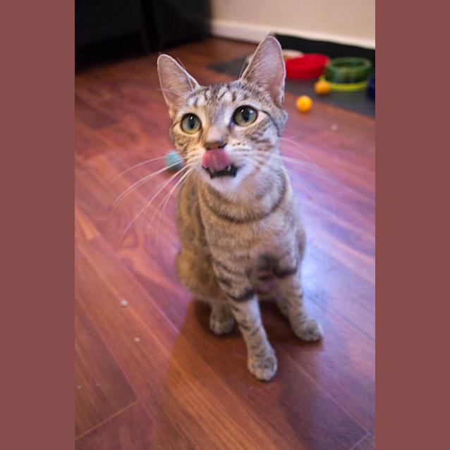 Photo of Connie $80 To Adopt!