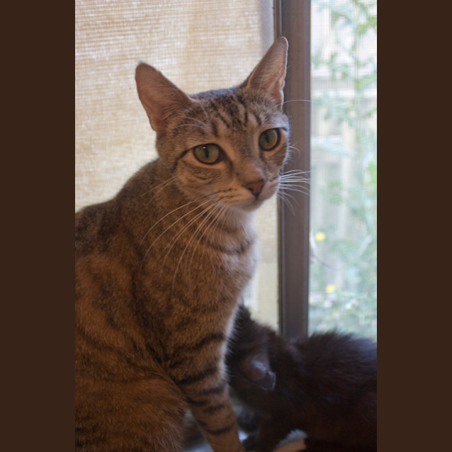 Photo of Connie $80 To Adopt!