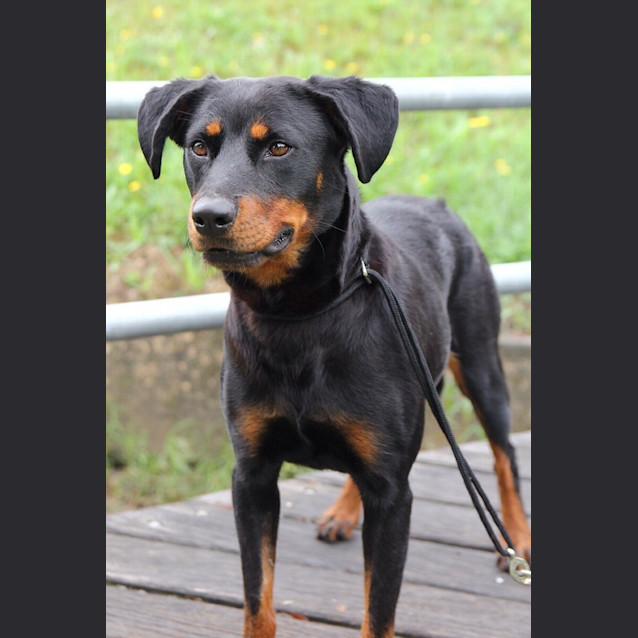Photo of Jessie ** A Loyal Mini Rotti Girl **