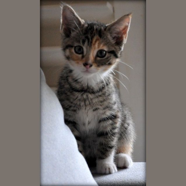 Photo of Sox
