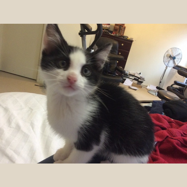 Photo of Bandit 