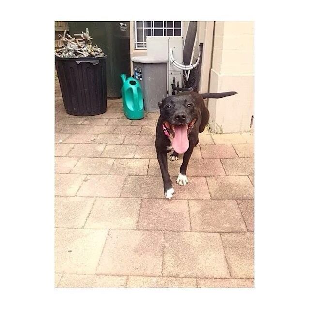 Photo of Rosie ** Such A Placid Sweet Girl **