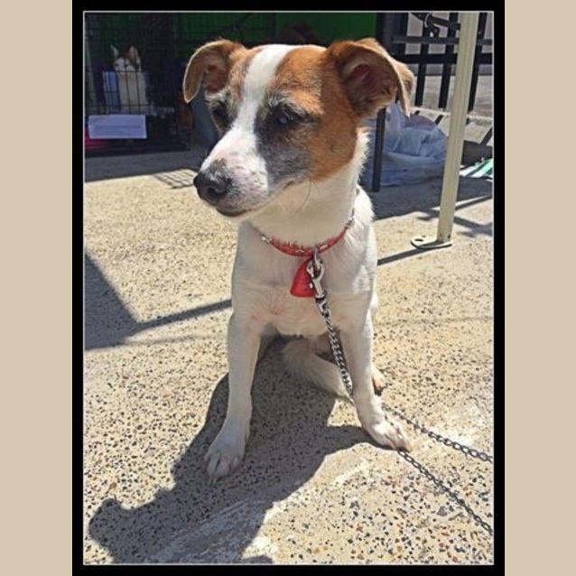 Photo of Dozer