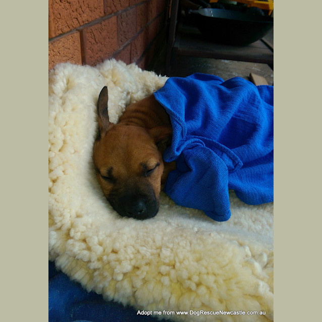 Photo of Puppy Bentley (On Trial 4/1/15) ~ Am Staff