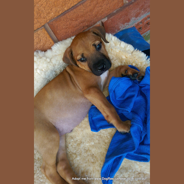 Photo of Puppy Bentley (On Trial 4/1/15) ~ Am Staff