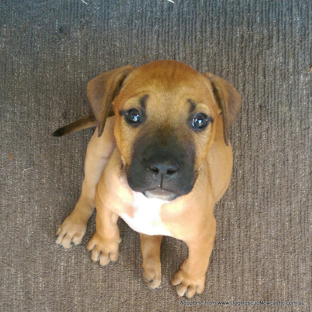 Photo of Puppy Bentley (On Trial 4/1/15) ~ Am Staff