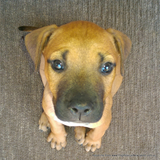 Photo of Puppy Bentley (On Trial 4/1/15) ~ Am Staff