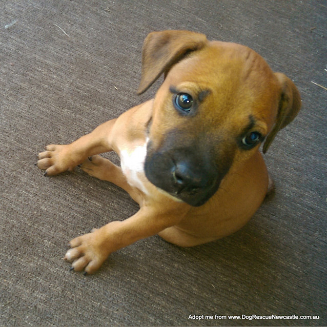 Photo of Puppy Bentley (On Trial 4/1/15) ~ Am Staff