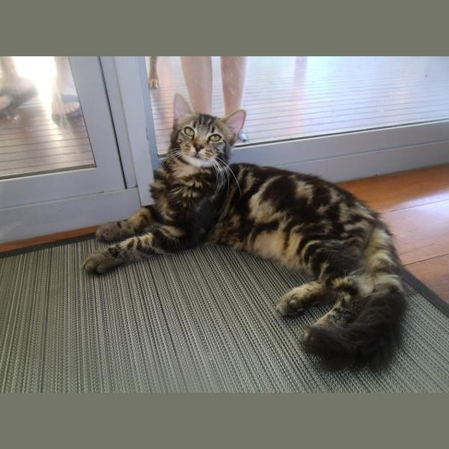 Photo of Sass