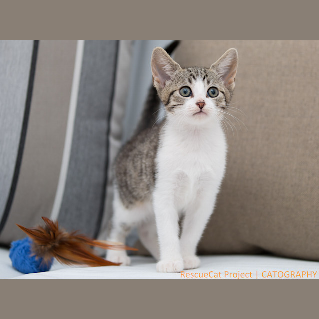 Photo of "Poppy"   Purrfect Match"