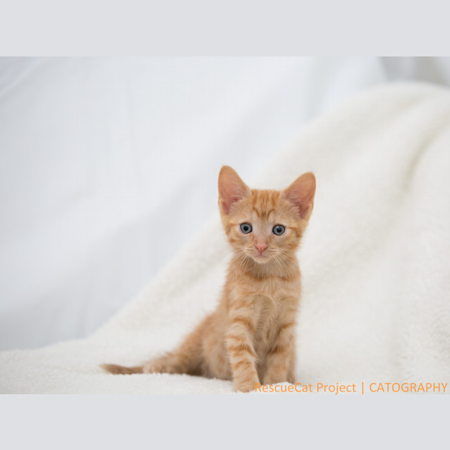 Photo of "Saffron"   Purrfect Match