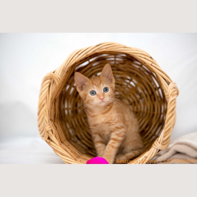Photo of "Tiger Lily"   Purrfect Match